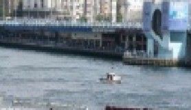 Yunuslar Haliç'te fotoğraflandı