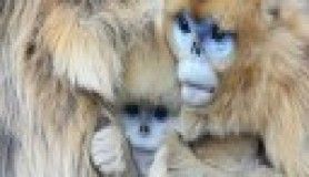 Altın maymun 'Rokselanna'