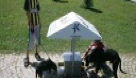 Sokak hayvanları için örnek uygulama