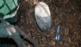 Pargalı'nın utandıran mezarı