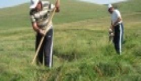 Ardahan'da hasat dönemi verimli geçti