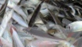 Canlı balık satışı ilgi görüyor