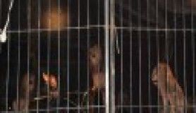 Avrasya Sirki Aydın'lıları Büyüledi