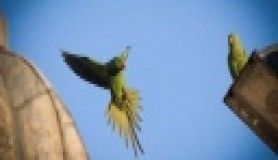 İnanılır gibi değil ama İstanbul'da koloni kurmuşlar!