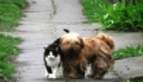 Dostluk bu olsa gerek!..