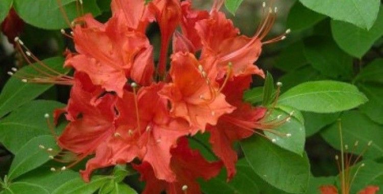 Rüyada açelya görmek ne anlama gelir ?