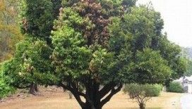 Rüyada Abanoz görmek ne anlama gelir ?