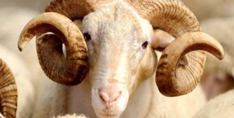 Rüyada adak görmek ne anlama gelir?