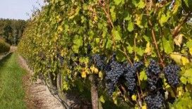 Rüyada bağ görmek ne demek ?