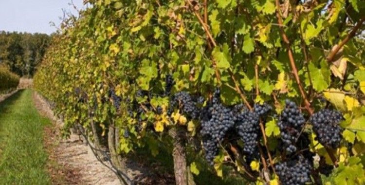 Rüyada bağ görmek ne demek ?