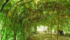 Rüyada bağ ve asma görmek ne demek ?