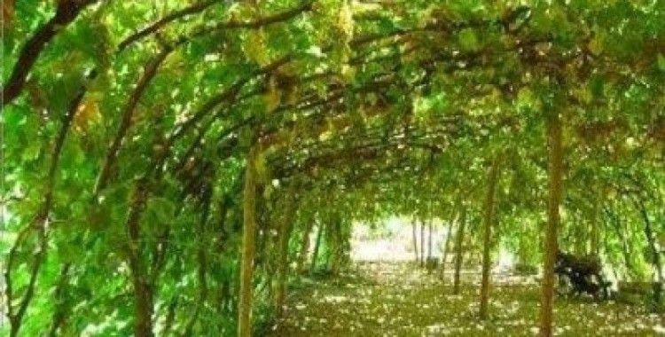 Rüyada bağ ve asma görmek ne demek ?