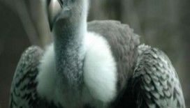 Rüyada akbaba görmek ne anlama gelir ?