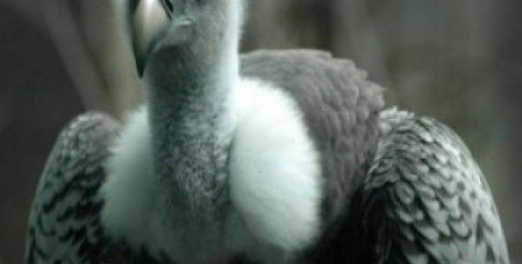 Rüyada akbaba görmek ne anlama gelir ?