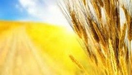 Rüyada başak görmek ne demek ?