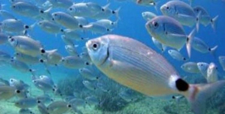 Rüyada balık görmek ne demek ?