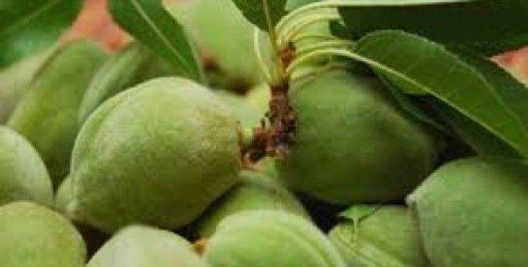  Rüyada çağla görmek ne demek ?