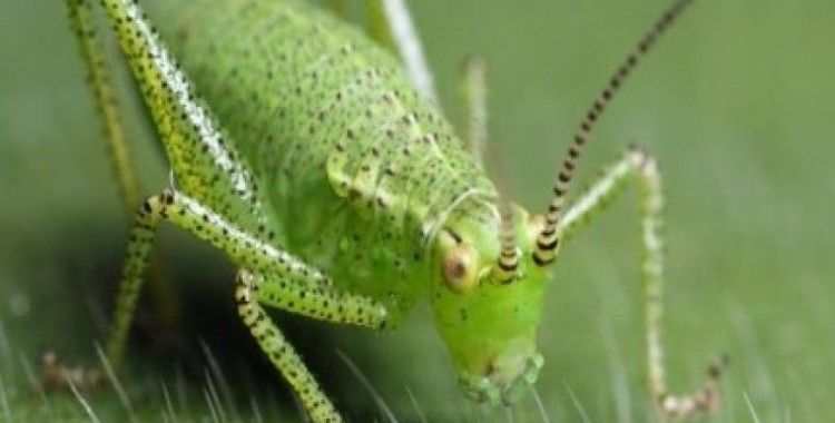  Rüyada cırcır böceği görmek ne anlama gelir ?