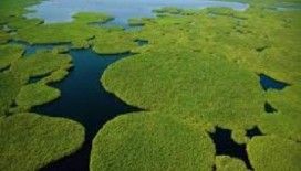 Rüyada bataklık görmek ne demek ?