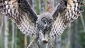 Rüyada baykuş görmek ne demek ?