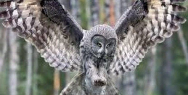 Rüyada baykuş görmek ne demek ?