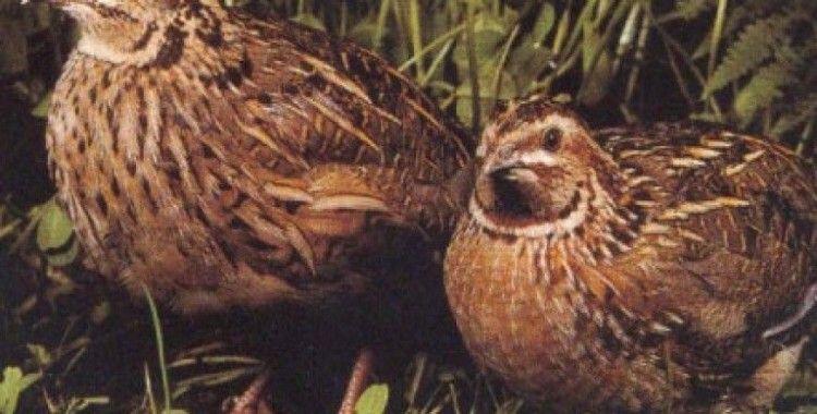 Rüyada bıldırcın kuşu görmek ne demek ?