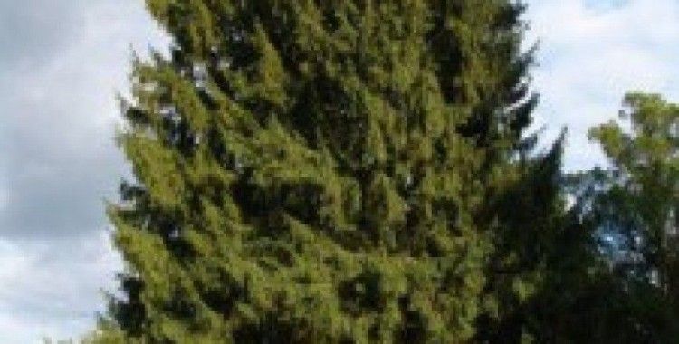  Rüyada çam görmek ne anlama gelir ?