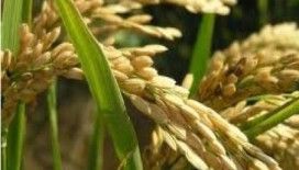  Rüyada çeltik görmek ne anlama gelir ?