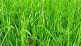  Rüyada çayır görmek ne demek ?