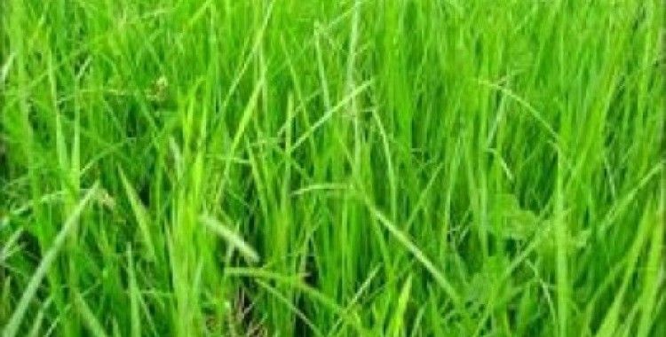  Rüyada çayır görmek ne demek ?