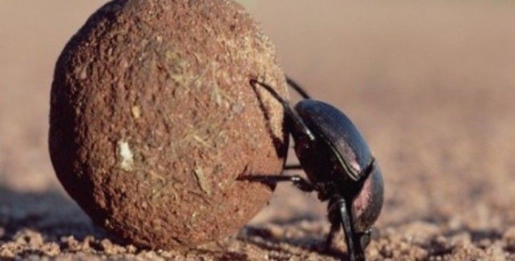 Rüyada bok böceği görmek ne demek ?