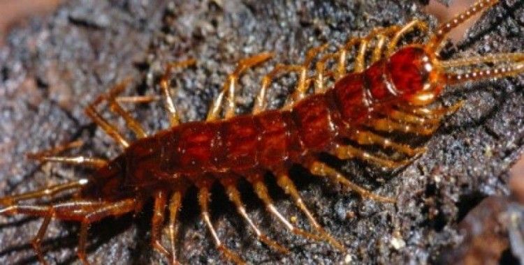  Rüyada çıyan görmek ne demek ? 