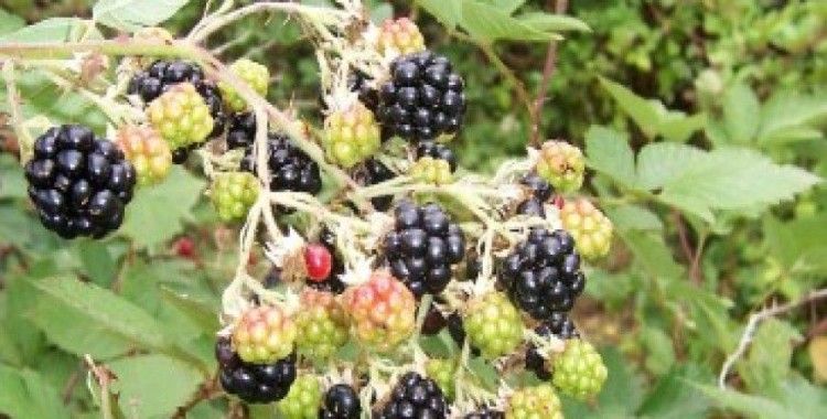 Rüyada böğürtlen görmek ne demek ?