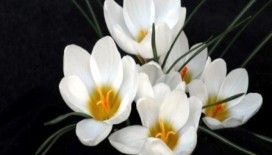  Rüyada çiğdem görmek ne demek ?