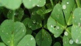 Rüyada çiğ görmek ne demek ? 