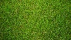  Rüyada çim görmek ne demek ? 