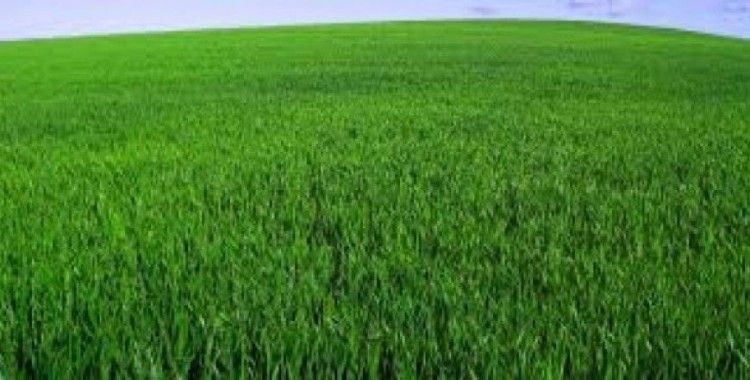  Rüyada çimen görmek ne demek ? 