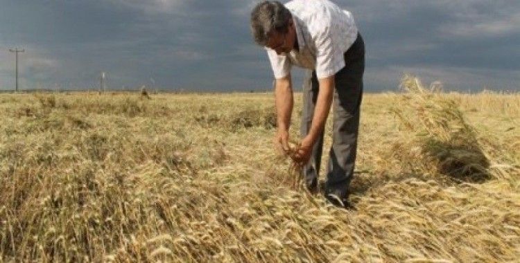 Rüyada buğday görmek ne demek ?