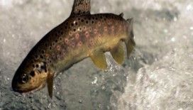 Rüyada alabalık görmek