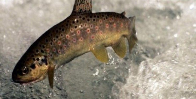 Rüyada alabalık görmek