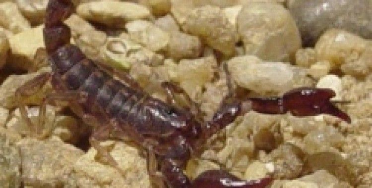 Rüyada akrep görmek