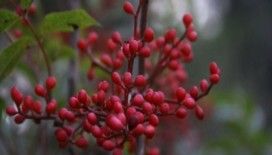 Rüyada çitlembik görmek