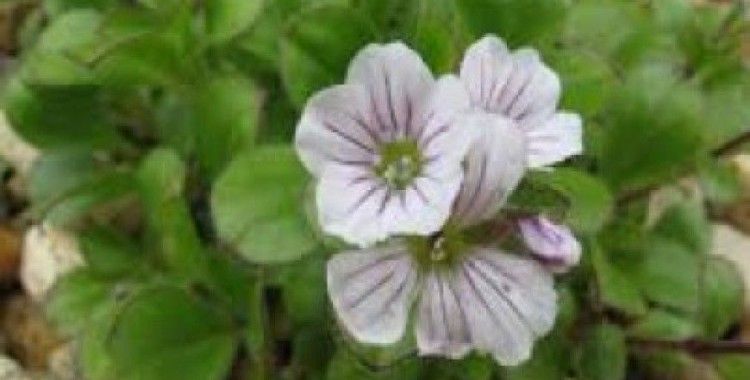 Rüyada çoğan otu görmek