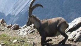 Rüyada dağ keçisi görmek