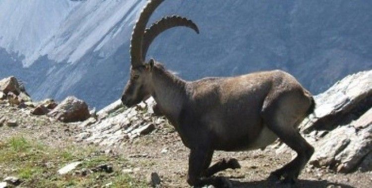 Rüyada dağ keçisi görmek