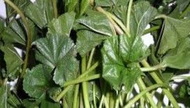 Rüyada ebegümeci görmek