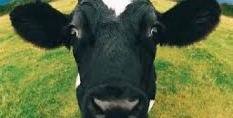 Rüyada dana görmek