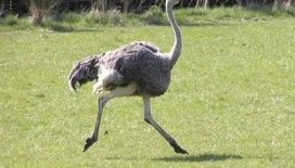 Rüyada devekuşu görmek