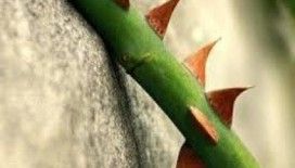 Rüyada diken görmek