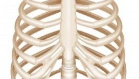 Rüyada eğe kemiği görm